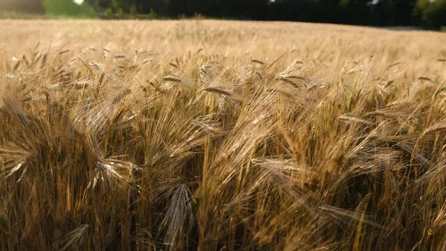 Wheat field in sunset. Ears of wheat close up. Harvest and harvesting concept. Field of golden wheat swaying. Nature landscape. Peaceful scene. Slow motion 240 fps, HD 1080p. High speed camera 