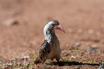  Red-billed Hornbill ( Tockus rufirostris) Pilanesberg Nature Reserve, South Africa