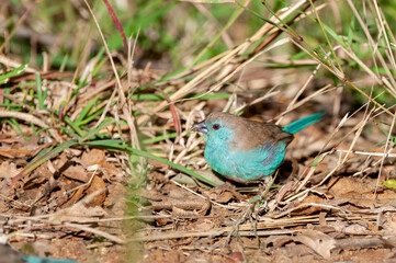  Blue Waxbill ( Uraeginthus angolensis) Pilanesberg Nature Reserve, South Africa