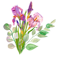 Delicate watercolor flower with eucalyptus leaves. Purple iris. Women's Day. Mom's day, plants, floral design, botanical illustration. For greeting card, wedding invitation, interior decoration