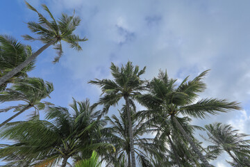 palm trees on white sand on a tropical island