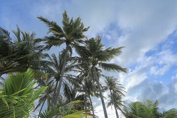 Fototapeta na wymiar palm trees on white sand on a tropical island