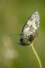 butterfly on a flower