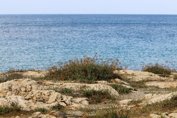 Green plants and flowers grow on stones
