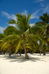 Fototapeta na wymiar Tropical beach. The Dominican Republic, Saona Island