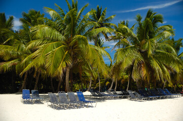 Tropical beach. The Dominican Republic, Saona Island - 517898944