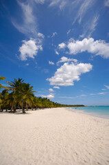 Fototapeta na wymiar Tropical beach. The Dominican Republic, Saona Island
