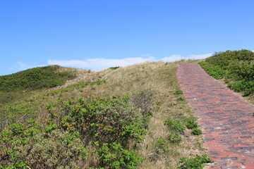 Fototapeta premium a red cobblestone path leads through the dunes to the sea, lined with bushes