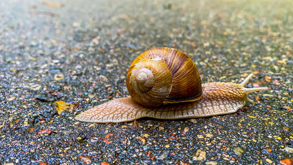 snail on the pavement