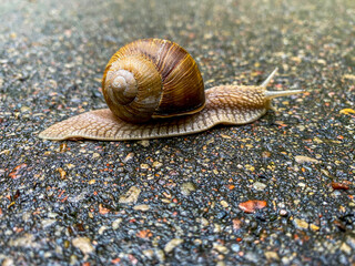 snail on the road