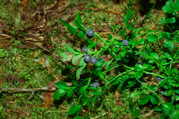ripe blueberries in the forest