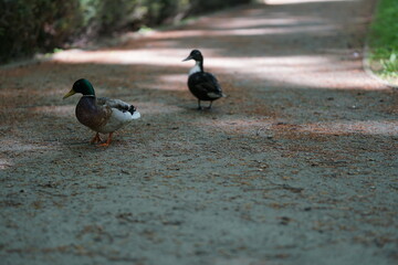 Fototapeta premium Enten auf dem Weg