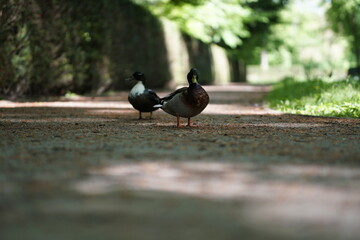 Enten auf dem Weg