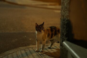 Katze in den Gassen von Porto Cristo, Mallorca