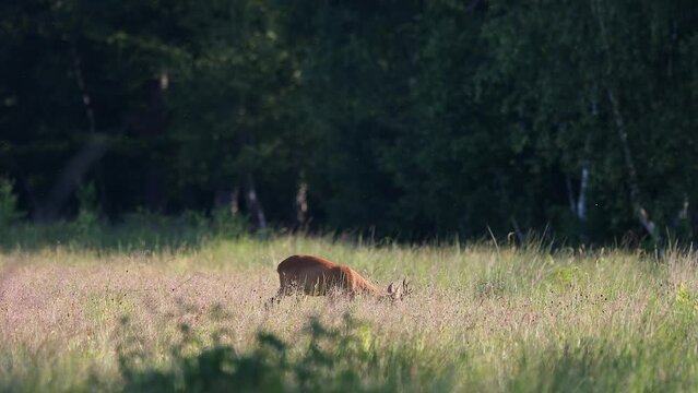 Male european roe deer - capreolus capreolus - grazing on the forest ground