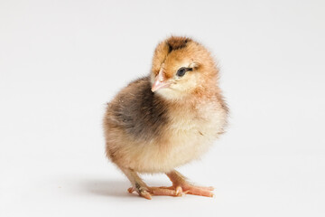 little ginger chicken stands sideways on a white background