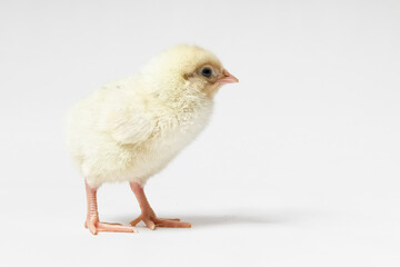 a young yellow chick is walking on a white background with space for text