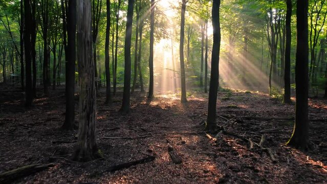 Morning mystical magical atmosfere in wilderness unpolluted natural environmental forest, smoke fog sunbeam through tree trunk
