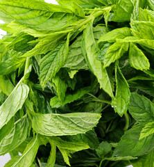 close-up fresh green mint leaves background