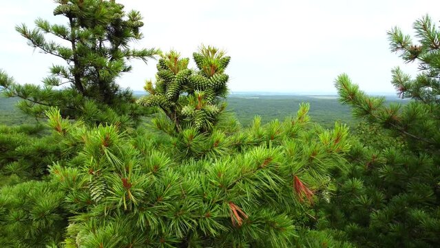 The crown of a cedar with green cones. The drone flies away from the tree. Filmed in cloudy weather on the Snake Hill in the Khekhtsir Nature Reserve in the Far East of Russia.