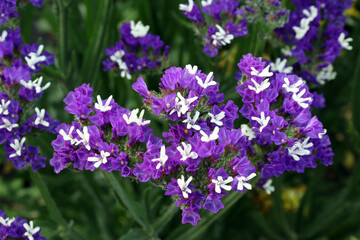 The plant statice (statice), or kermek (Limonium) is a member of the Lead family