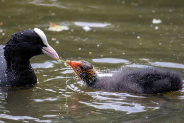 Eurasian coot feeding chick, London, United Kingdom