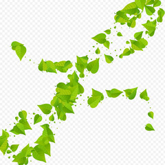Forest Foliage Ecology Vector Transparent
