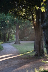Alte Bäume im Schlosspark Benrath 
