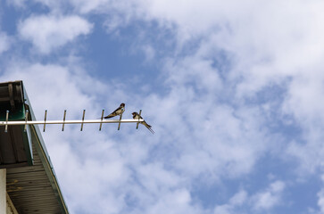 two swallows are sitting on zhordochka blue sky with white clouds in the photo there is a place for an inscription good background photographed from below