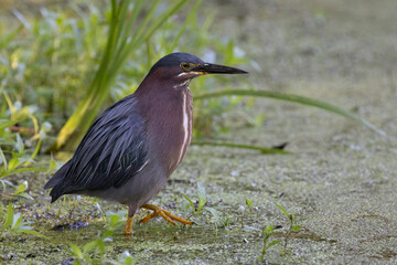 Green Heron stalking its prey in a swamp