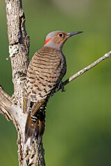 Female Northern Flicker perched on a dead tree trunk