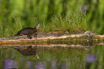 Midland Painted Turtle basking on a log