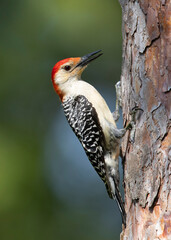 Male Red-bellied Woodpecker perched on the trunk of a red pine tree