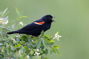 Male Red-winged Blackbird singing to establish its terrritory