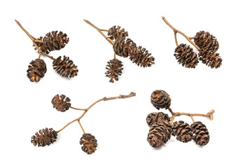 Alder Cones Isolated
