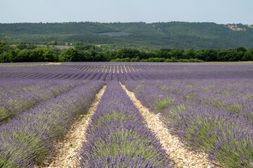Plakat Lavendel, Provence, Frankreich