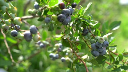 Large field of blueberries. Blueberry bushes outside the forest. Blueberry berry plantation.