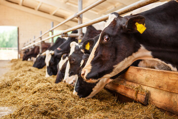 Cows are in a row, on a dairy farm, eating hay, the general plan. 