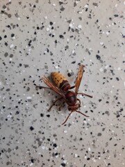 cockroach on the ground