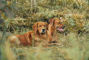 Golden retriver and Rhodesia ridgeback mix lying in the wild grass looking at something interesting