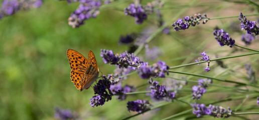 Orange spotted fritillary butterfly on lavender in the garden at Jardin Domaine de Poulaines in the Loire Valley, France. 