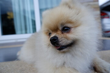 The little Pomeranian's gentle eyes were tilting his head to look at something.