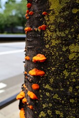 An orange mushroom from a Japanese roadside tree.