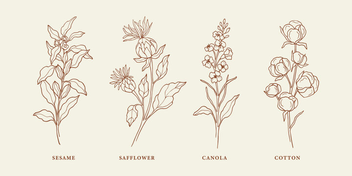 Set of hand drawn sesame, safflower, canola, cotton