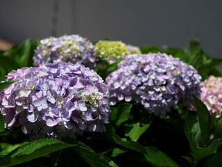 火を浴びる紫陽花の花

