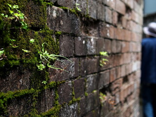 苔の生えたレンガ積みの古い塀
