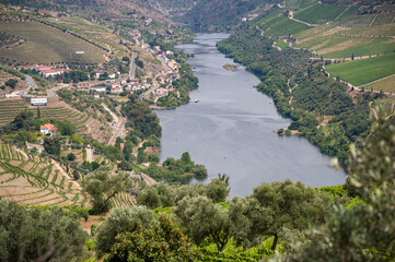 Vineyards along the Douro River, Portugal