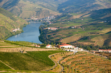 Winnice wzdłuż rzeki Douro w portugalii - obrazy, fototapety, plakaty
