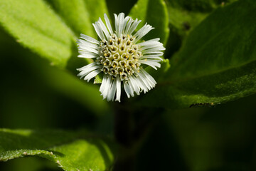 Closeup of Eclipta prostrata. False daisy. Yerba de tago. Bhringraj plant. Karisalankanni.
