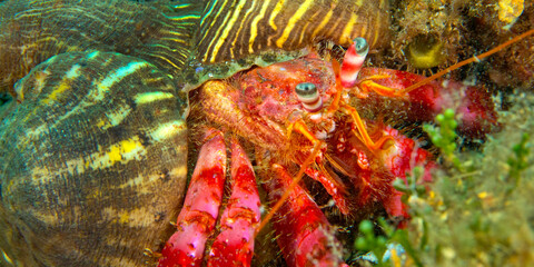 Great Hermitcrab, Dardanus sp., Cabo Cope Puntas del Calnegre Regional Park, Mediterranean Sea, Murcia, Spain, Europe